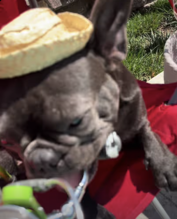 Frenchie goes deep water fishing !